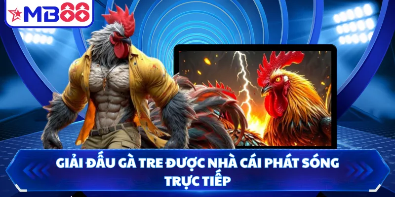 Giải đấu gà tre được nhà cái phát sóng trực tiếp