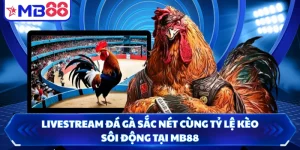 Livestream Đá Gà Sắc Nét Cùng Tỷ Lệ Kèo Sôi Động Tại MB88