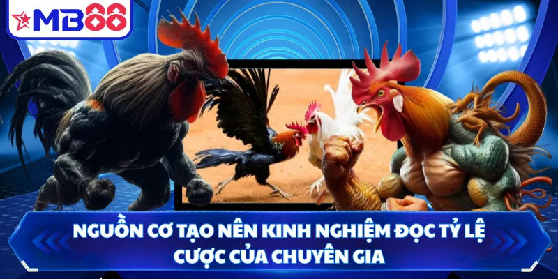 Nguồn cơ tạo nên kinh nghiệm đọc tỷ lệ cược của chuyên gia